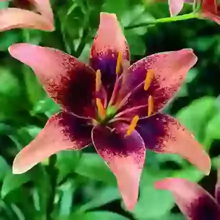Asiatic Hybrids